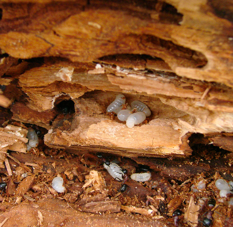 raitement de charpnteà Avon (77210) en Seine-et-Marne (77)